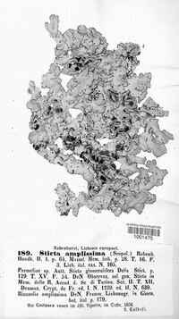 Lobaria amplissima image